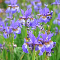 Iris versicolor - Iris versicolor - Toutes les plantes de bassin