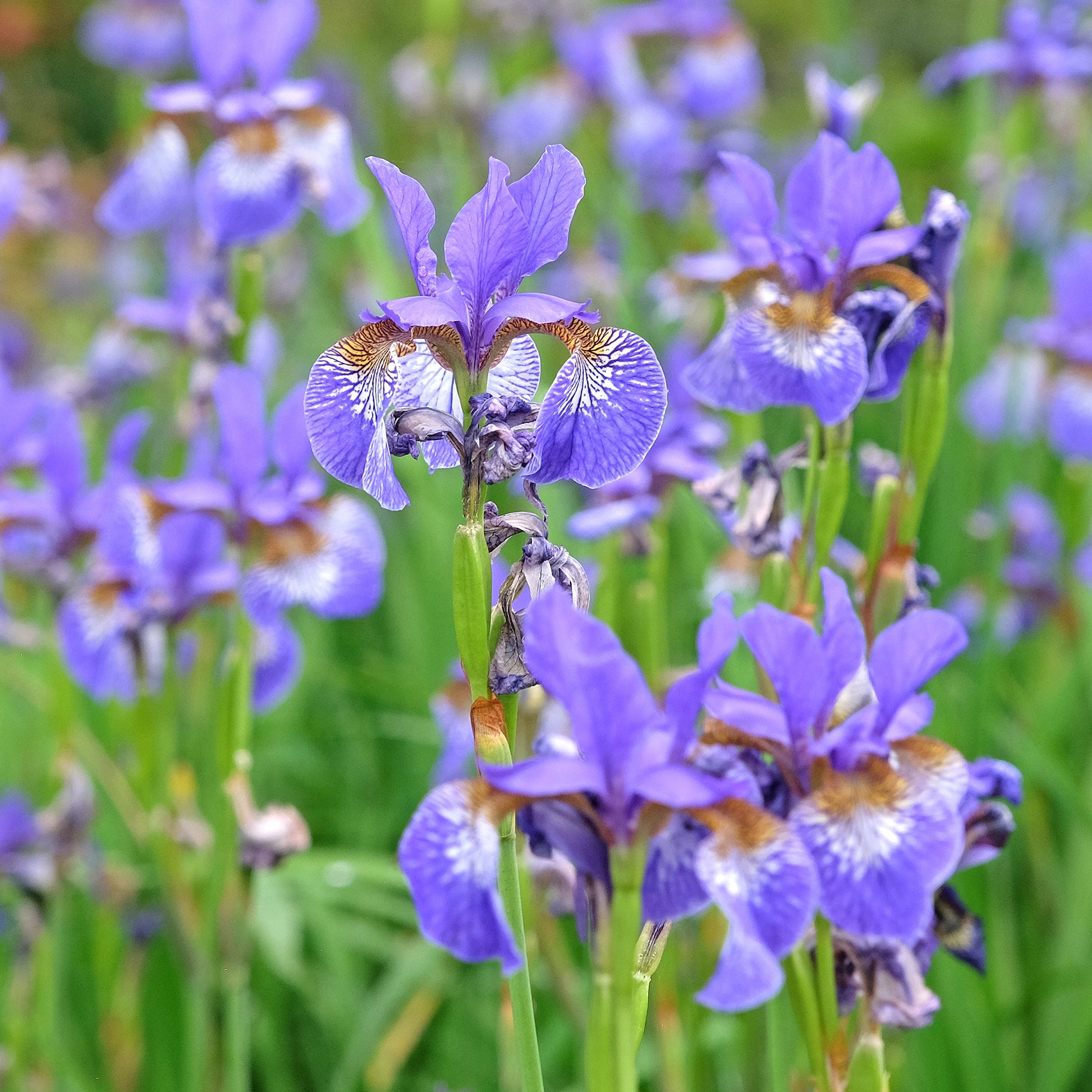 Iris versicolor - Iris versicolor - Toutes les plantes de bassin