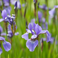 Iris versicolor - Iris versicolor - Bakker