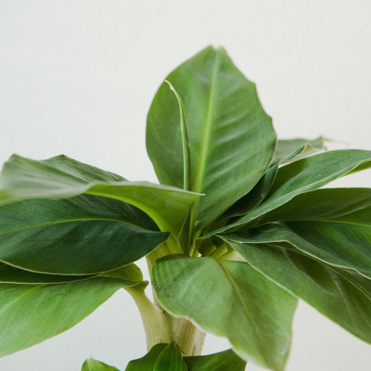Musa Dwarf Cavendish - Bananier nain - Plantes d'intérieur