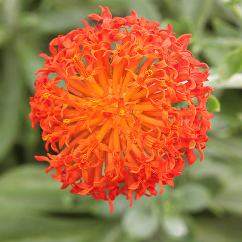 Séneçon Helenium - Senecio cephalophorus - Bakker