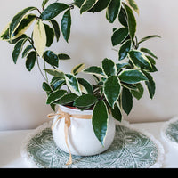Plante de cire - Hoya carnosa Krimson Queen - Bakker