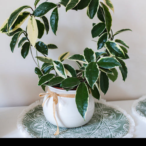 Plantes suspendues d'intérieur - Plante de cire - Hoya carnosa Krimson Queen