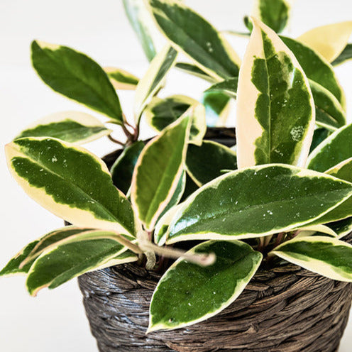 Plante de cire - Bakker