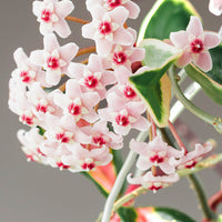 Hoya carnosa Krimson Queen - Plante de cire - Plantes suspendues d'intérieur