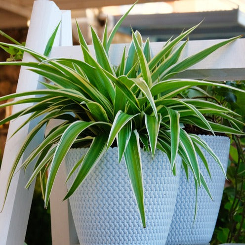 Chlorophytum - Phalangère Ocean - Chlorophytum comosum Ocean