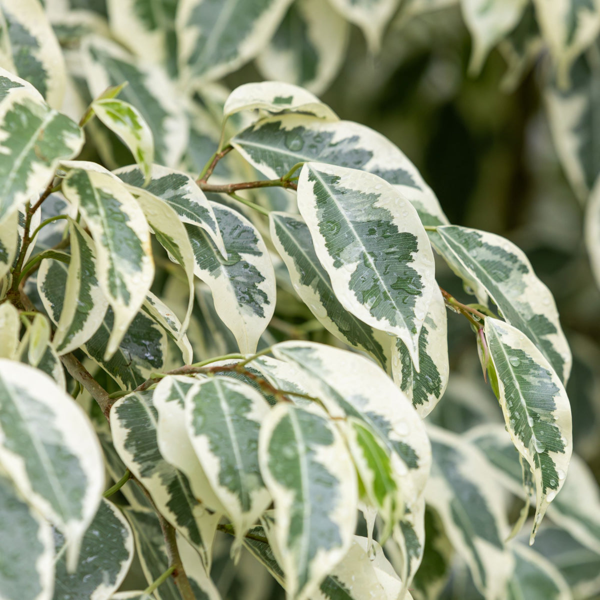 Ficus benjamina Twilight - Ficus benjamina Twilight - Bakker