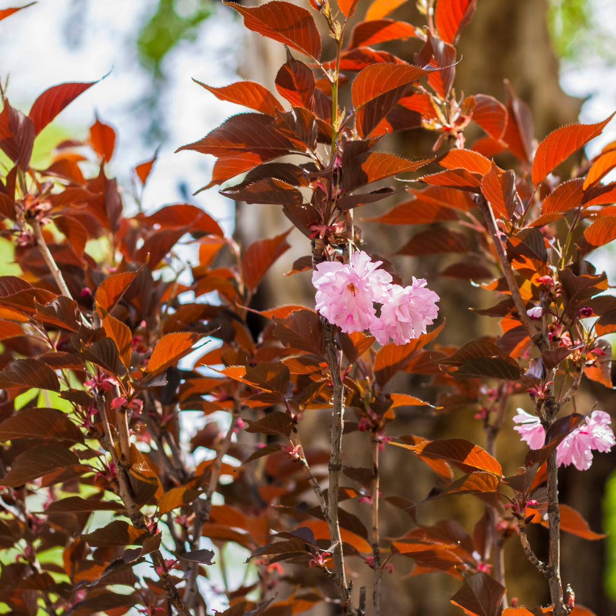Prunus serrulata Royal Burgundy - Prunus Royal Burgundy - Cerisiers du Japon