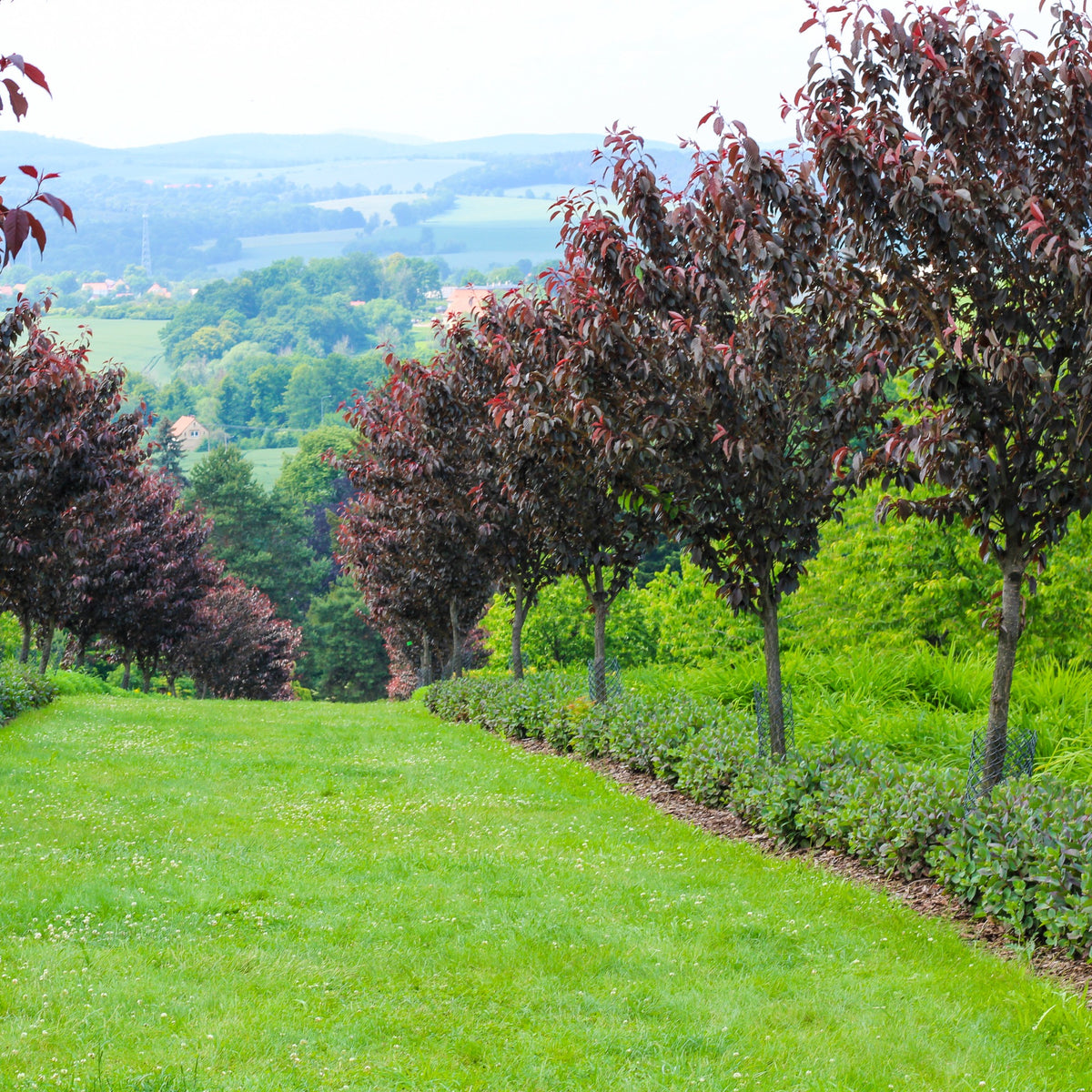 Prunus Royal Burgundy - Prunus serrulata Royal Burgundy - Bakker