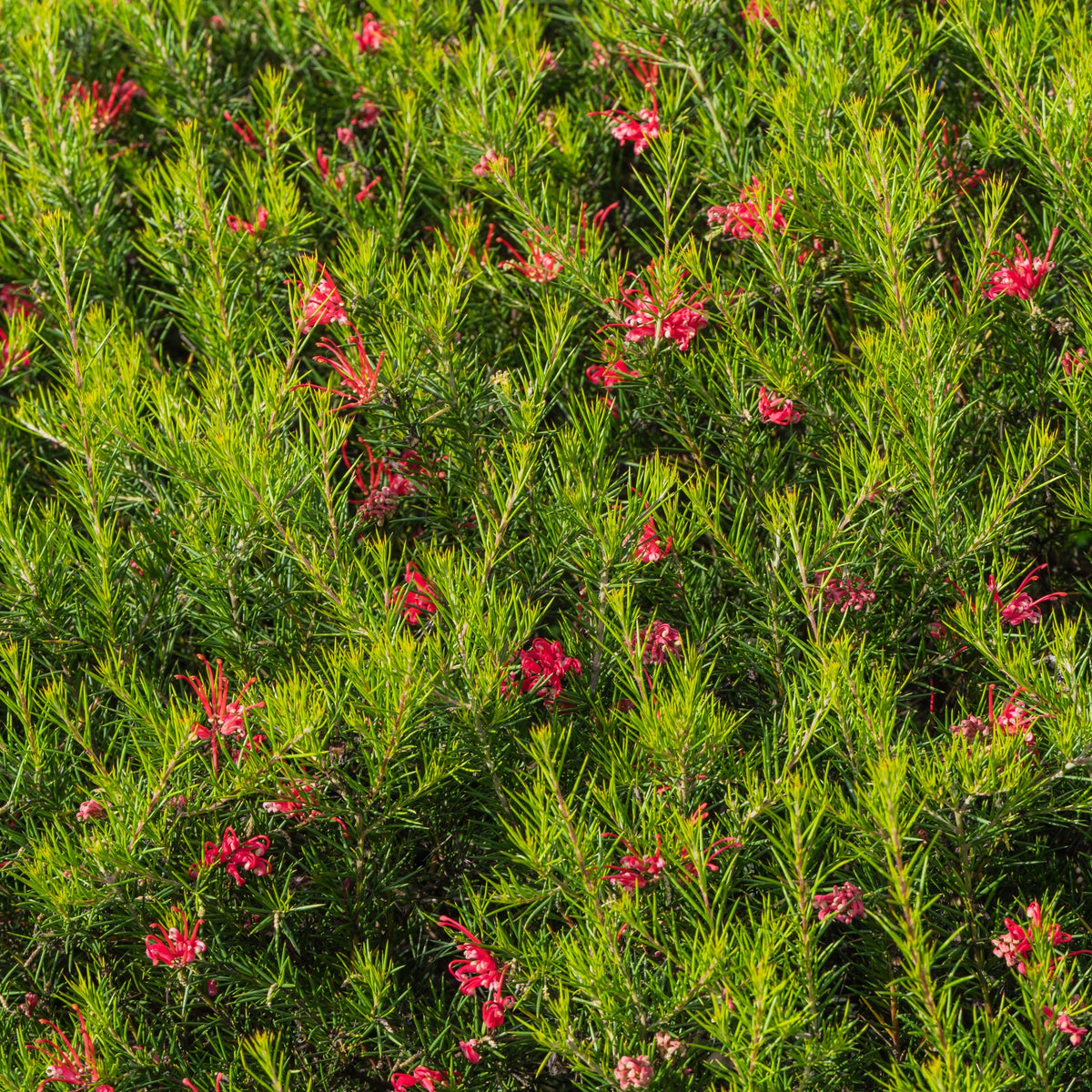 Grévilléa à feuilles de genévrier - Grevillea juniperina - Bakker