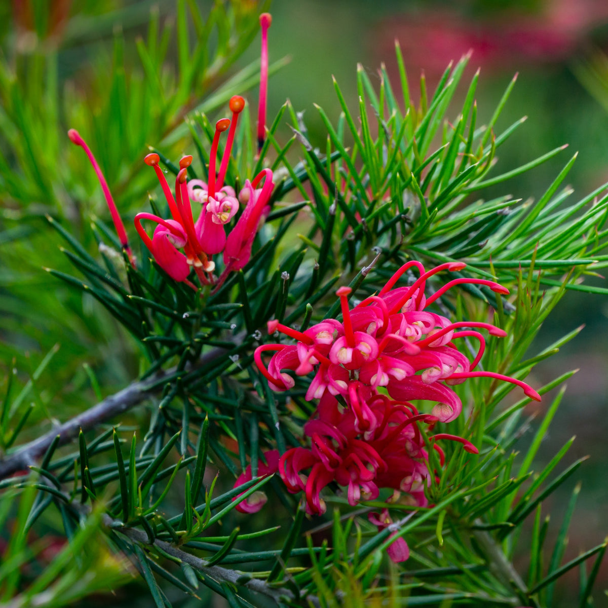 Grevillea juniperina - Grévilléa à feuilles de genévrier - Arbustes fleuris