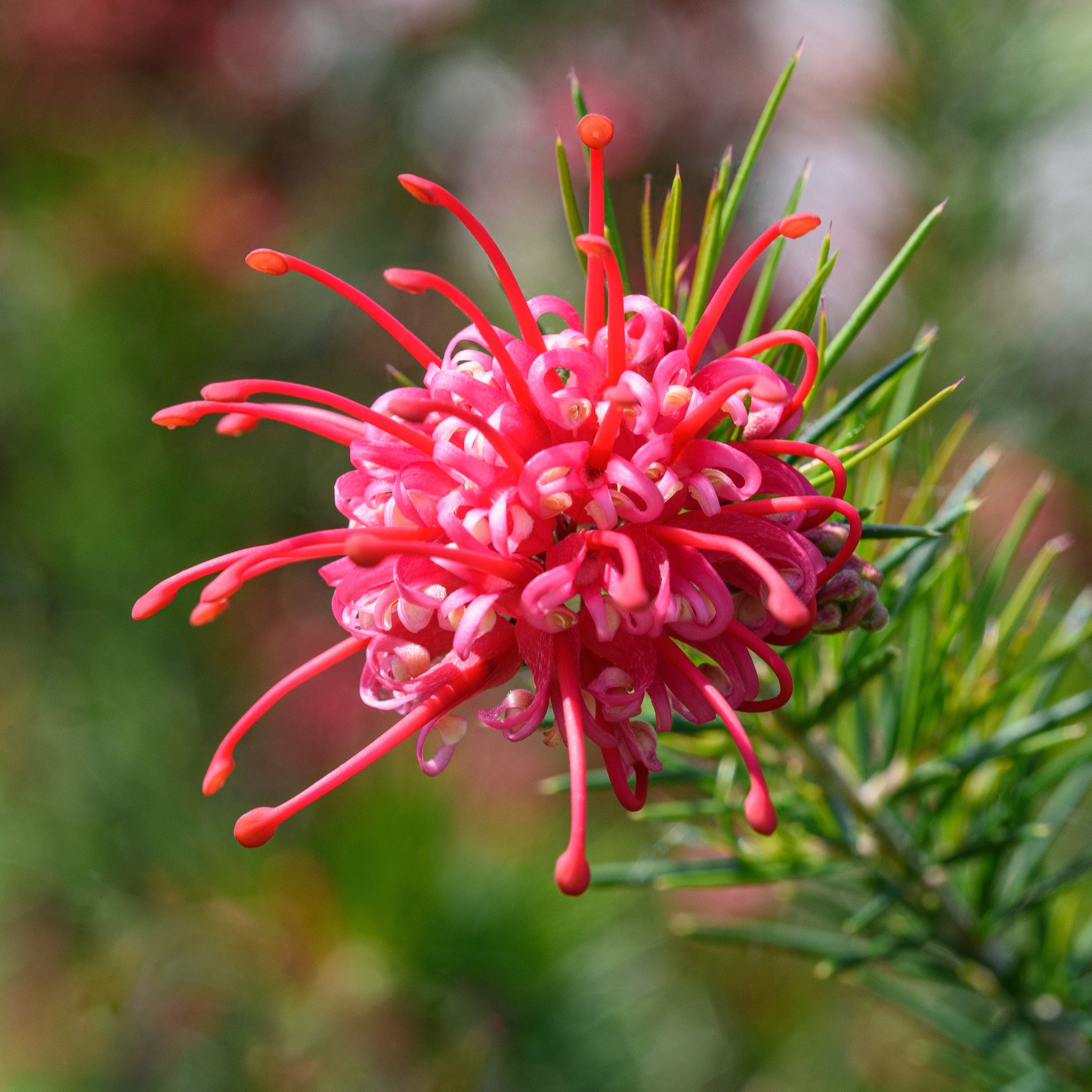 Vente Grévilléa à feuilles de genévrier - Grevillea juniperina