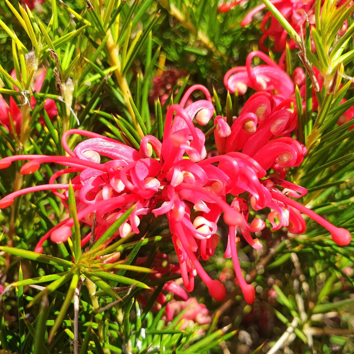 Arbustes fleuris - Grévilléa à feuilles de genévrier - Grevillea juniperina