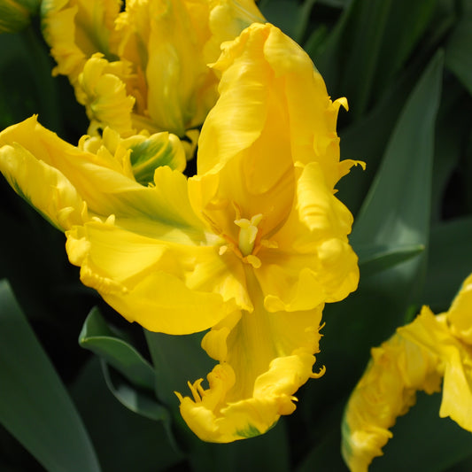 5 Tulipes 'Jan Van Nes Parrot' - Bakker