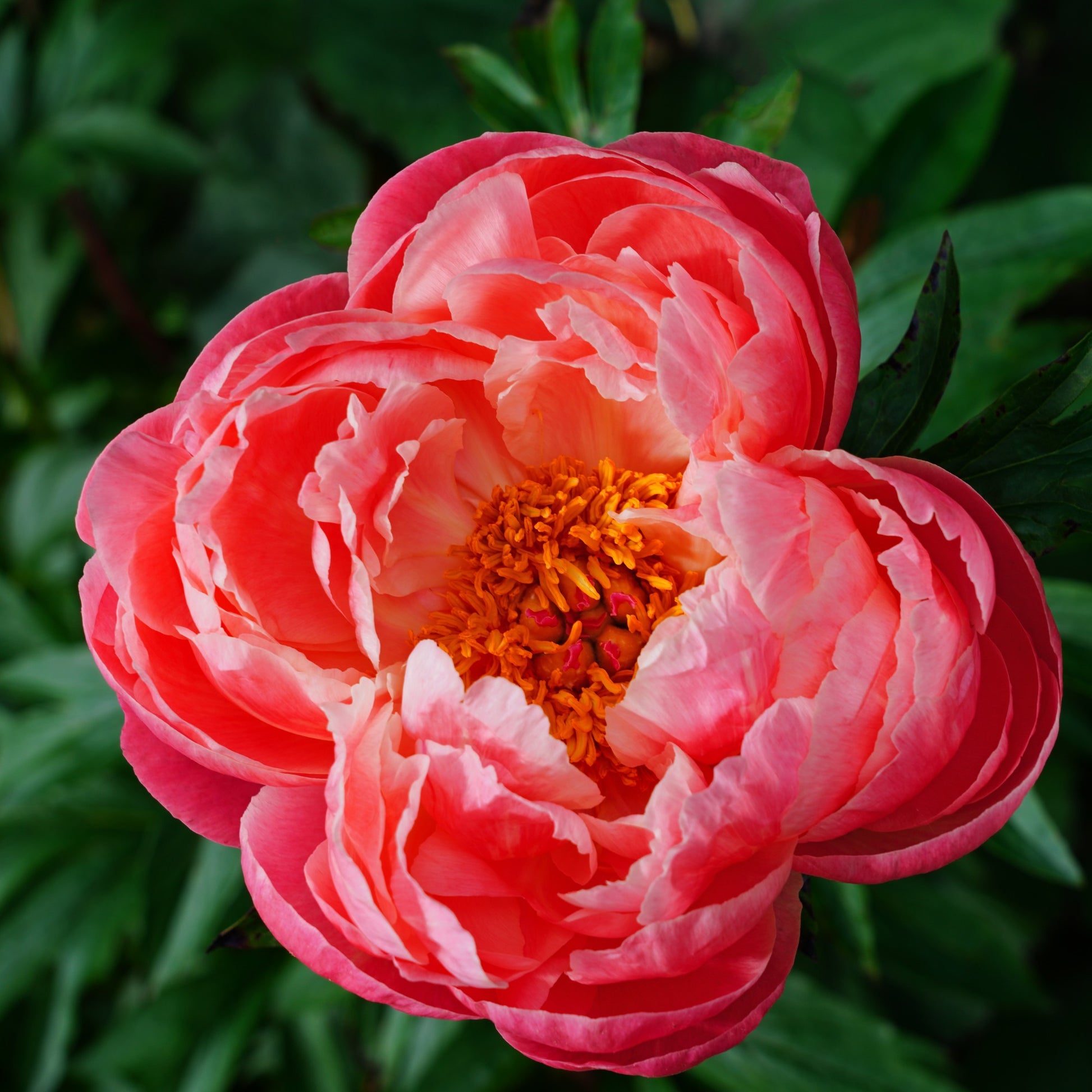 Pivoines - Pivoine Coral Charm - Paeonia lactiflora Coral Charm
