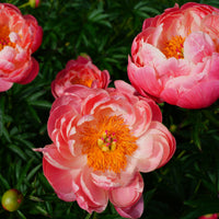 Paeonia lactiflora Coral Charm - Pivoine Coral Charm - Pivoines