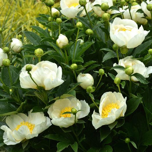 Pivoine Jan Van Leeuwen - Bakker