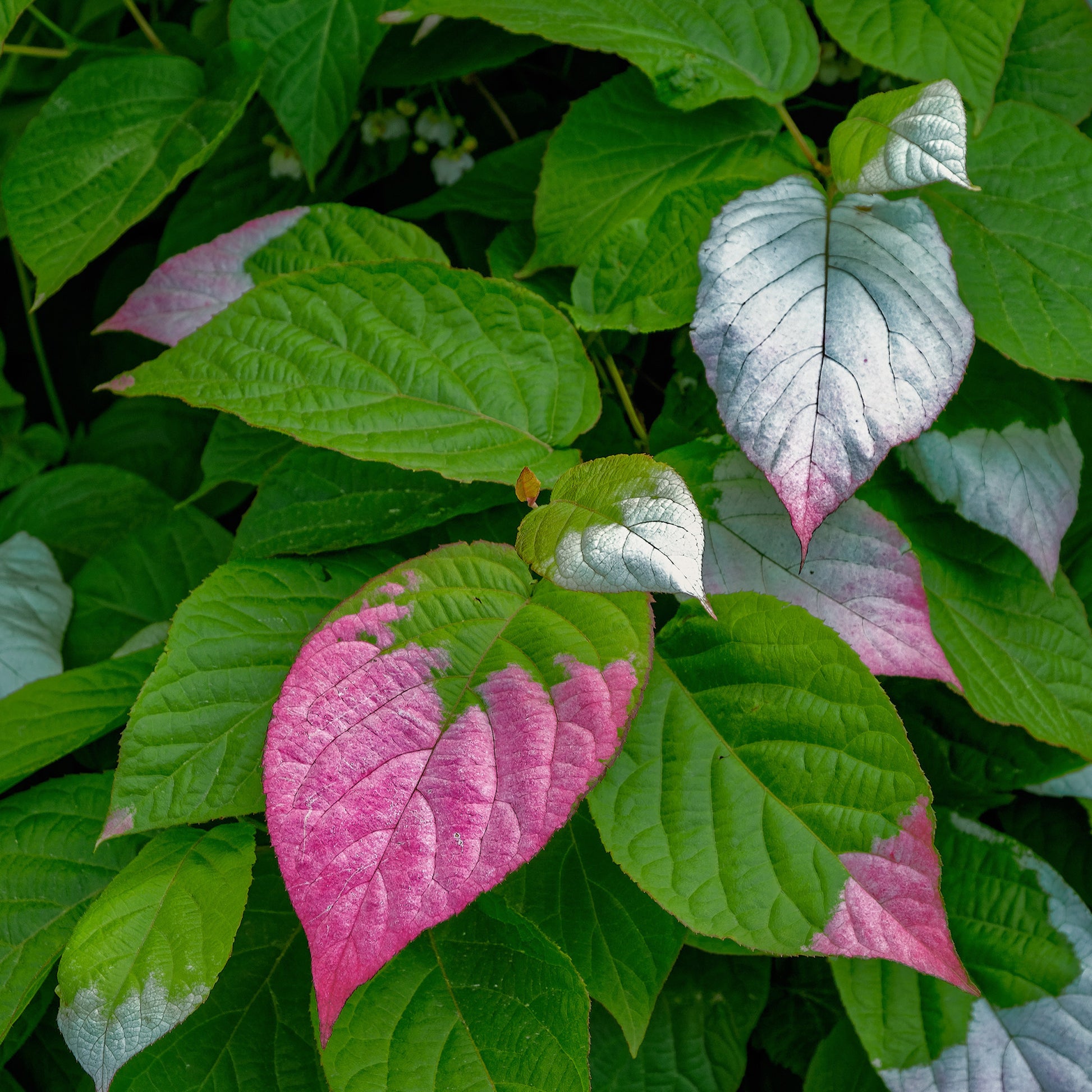Actinidia kolomikta - Kiwi d'ornement panaché - Plantes grimpantes