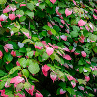 Plantes grimpantes - Kiwi d'ornement panaché - Actinidia kolomikta