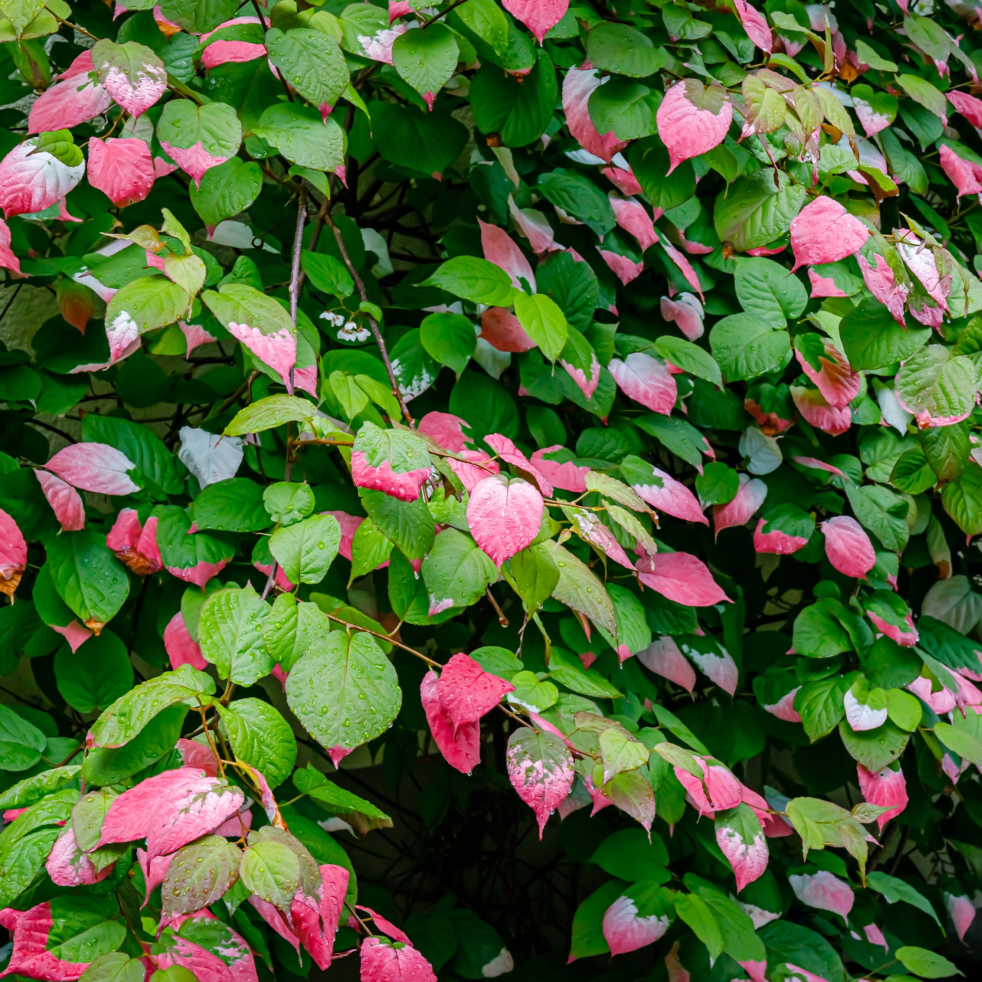 Plantes grimpantes - Kiwi d'ornement panaché - Actinidia kolomikta