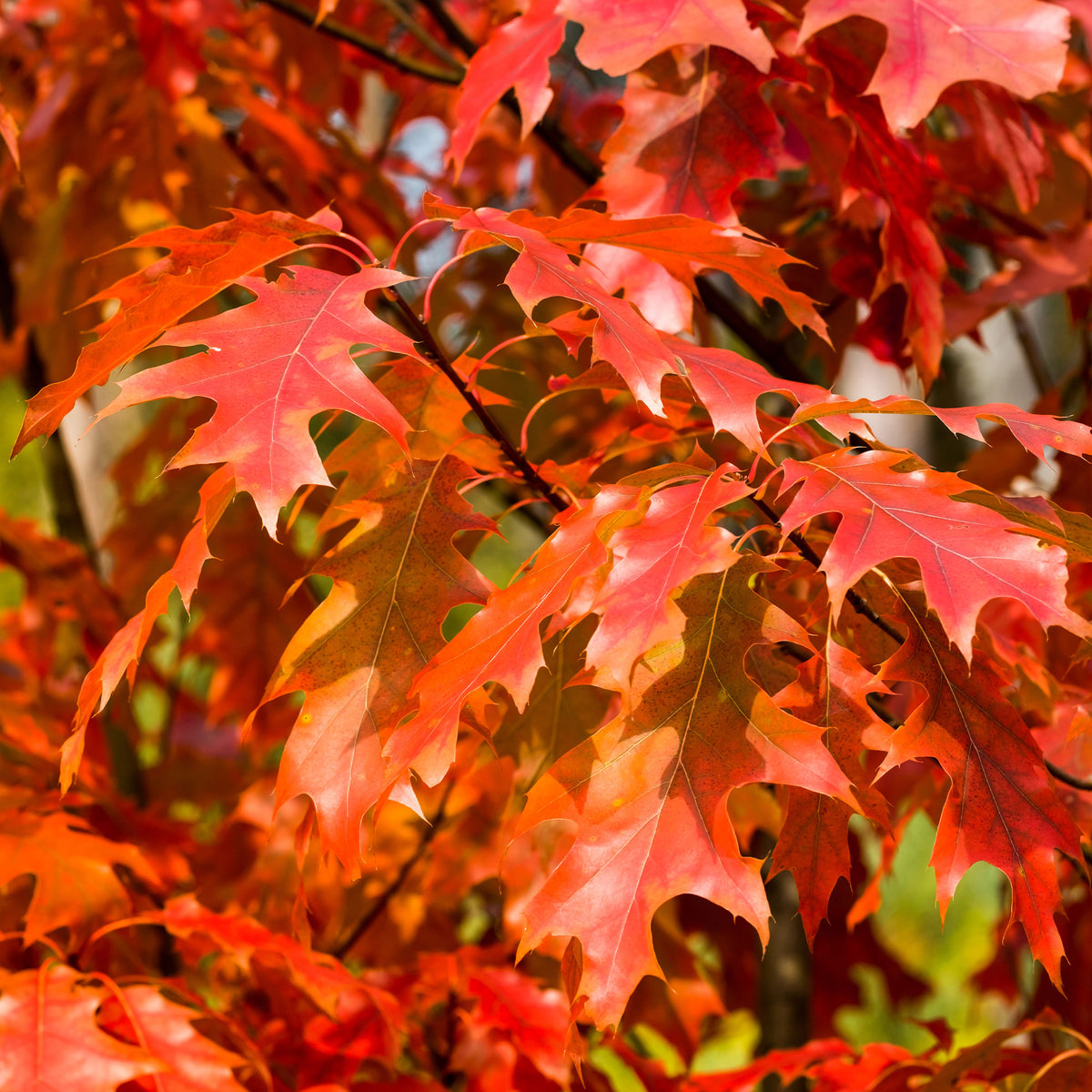 Chêne rouge d'Amérique - Quercus rubra - Bakker