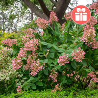 Un Hortensia Grandiflora en cadeau - Hydrangea paniculata Grandiflora - Bakker