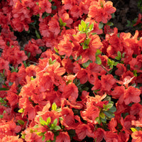 Azalées - Azalée du Japon Orange Surprise - Azalea japonica Orange Surprise