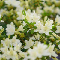 Azalée du Japon White Surprise - Bakker