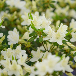 Azalée du Japon White Surprise - Bakker