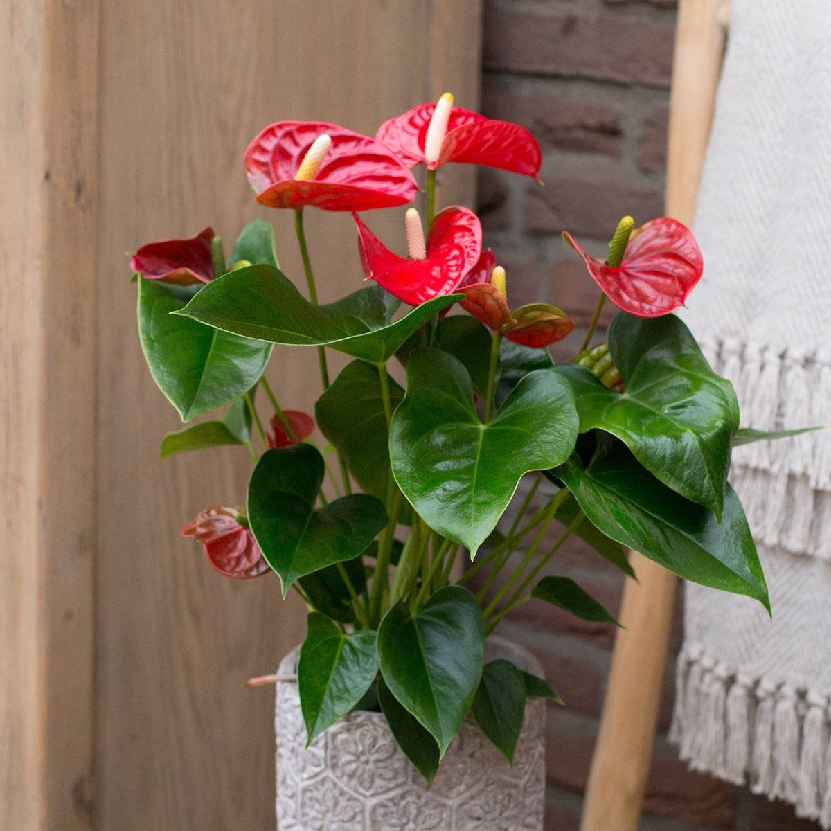 Anthurium Royal Champion - Anthurium rouge - Plantes d'intérieur fleuries