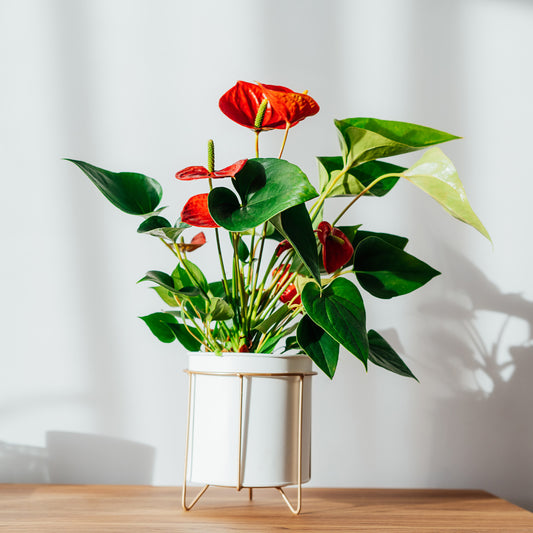 Anthurium rouge - Bakker