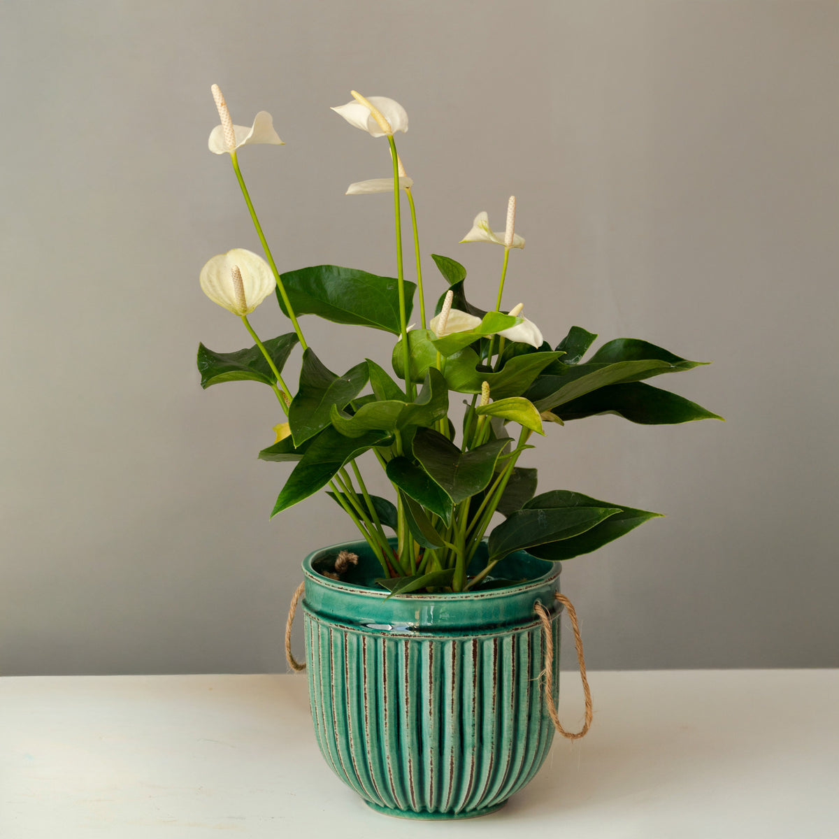 Anthurium White Champion - Anthurium blanc - Plantes d'intérieur fleuries