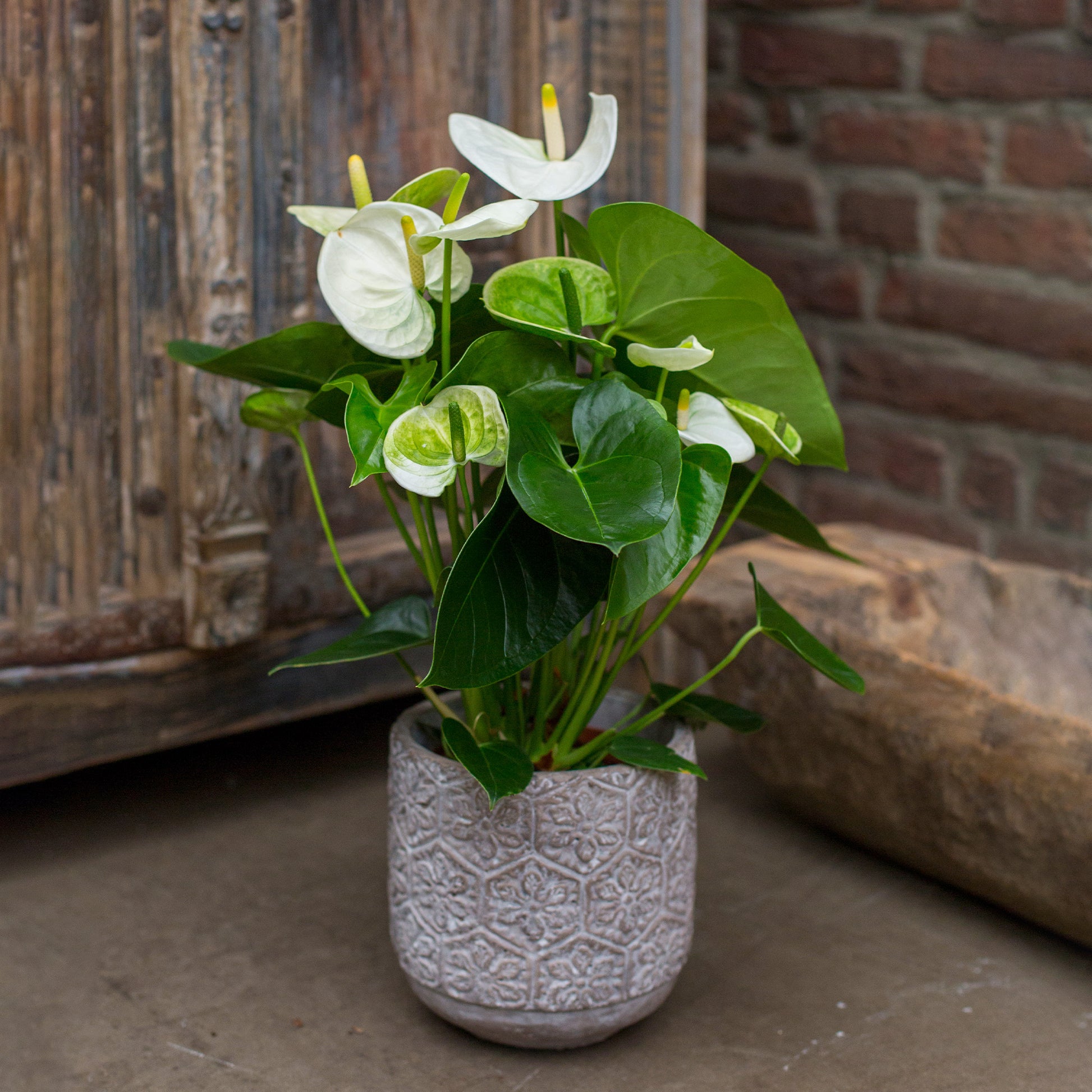 anthurium blanc Anthurium blanc