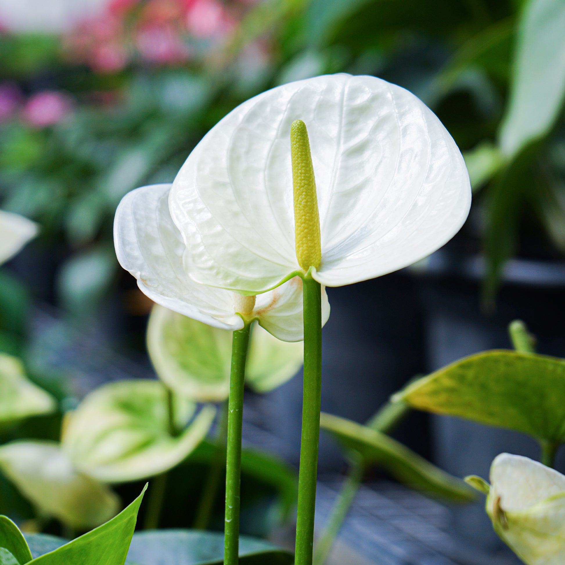 anthurium plantation exterieur Anthurium blanc