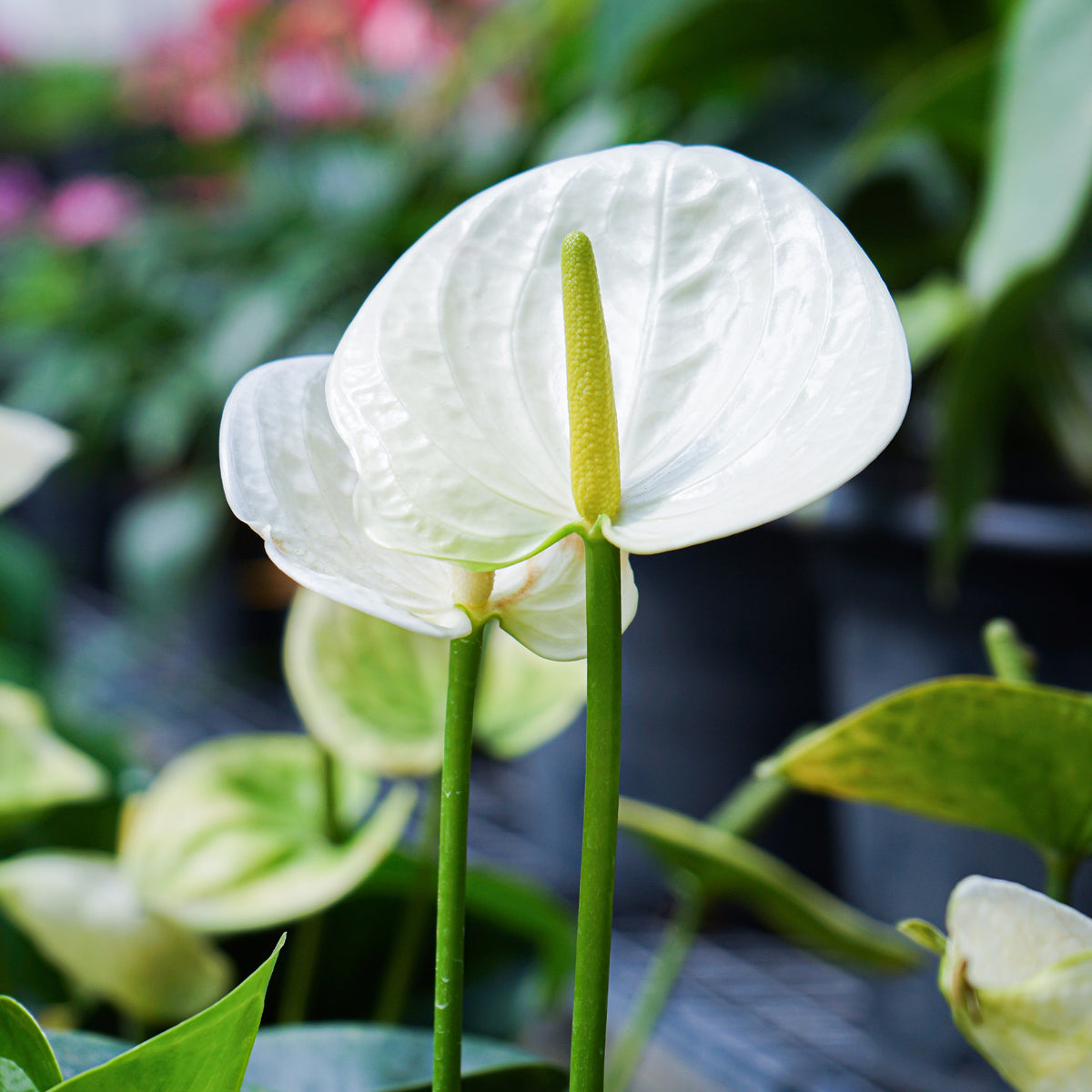 Anthurium blanc - Anthurium White Champion - Bakker