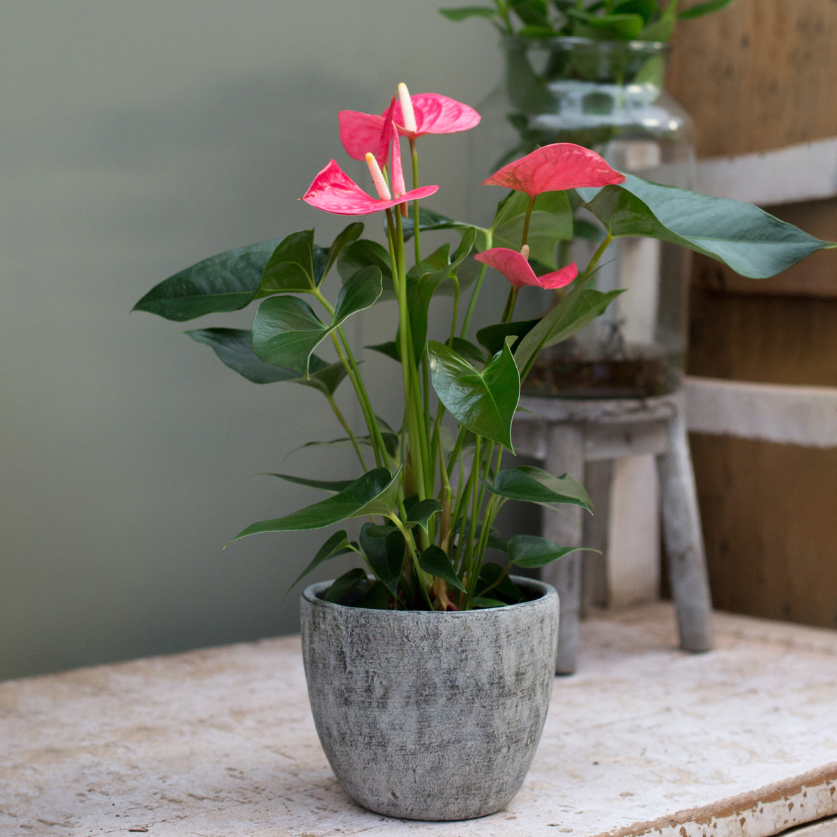 Anthurium rose - Bakker