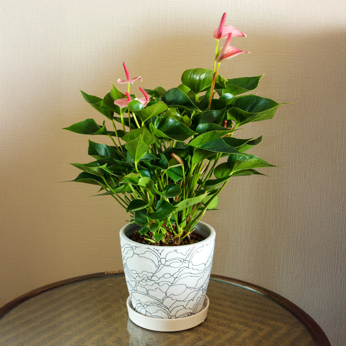 Anthurium rose - Anthurium andreanum Sweet Dream - Bakker