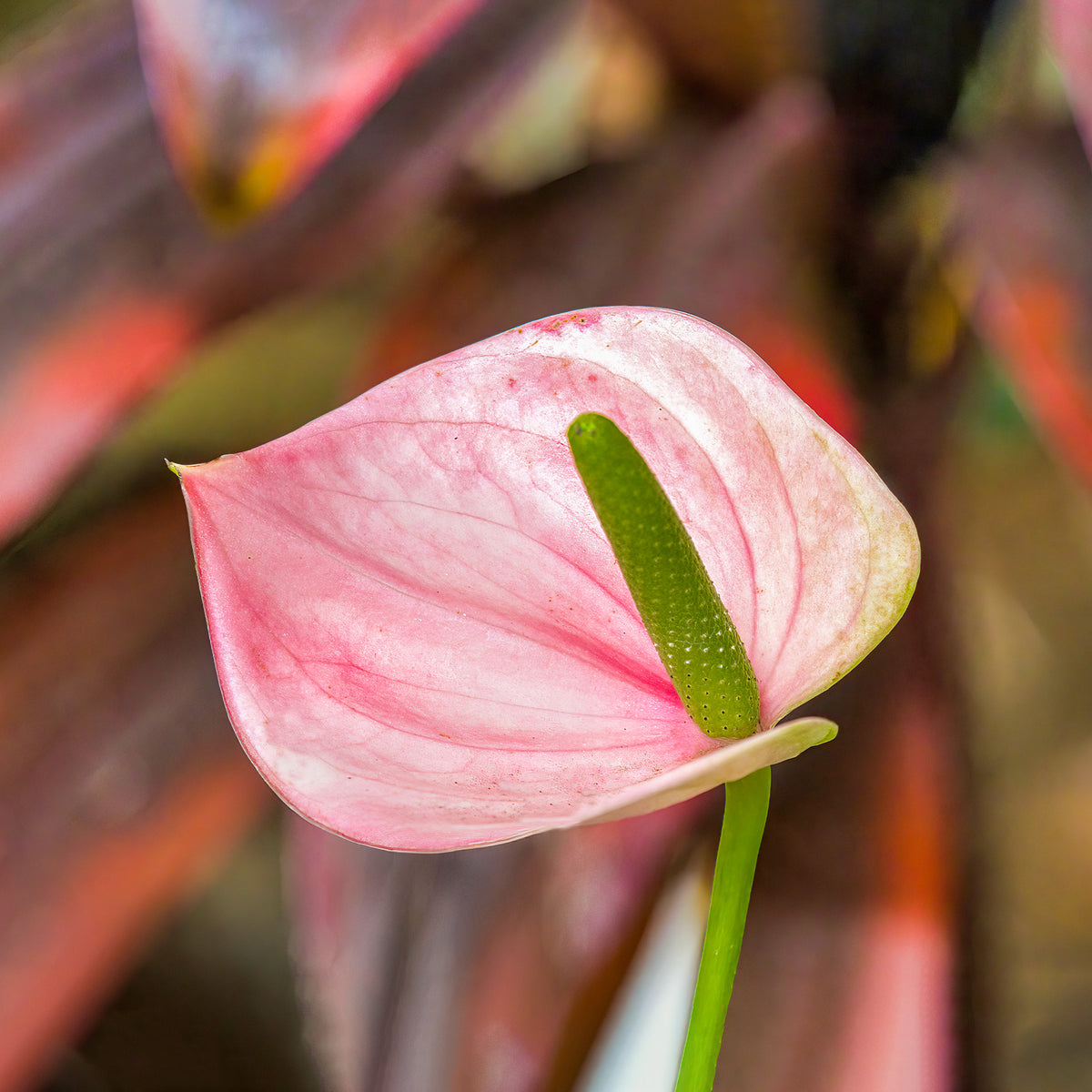 Anthurium andreanum Sweet Dream - Anthurium rose - Plantes d'intérieur fleuries