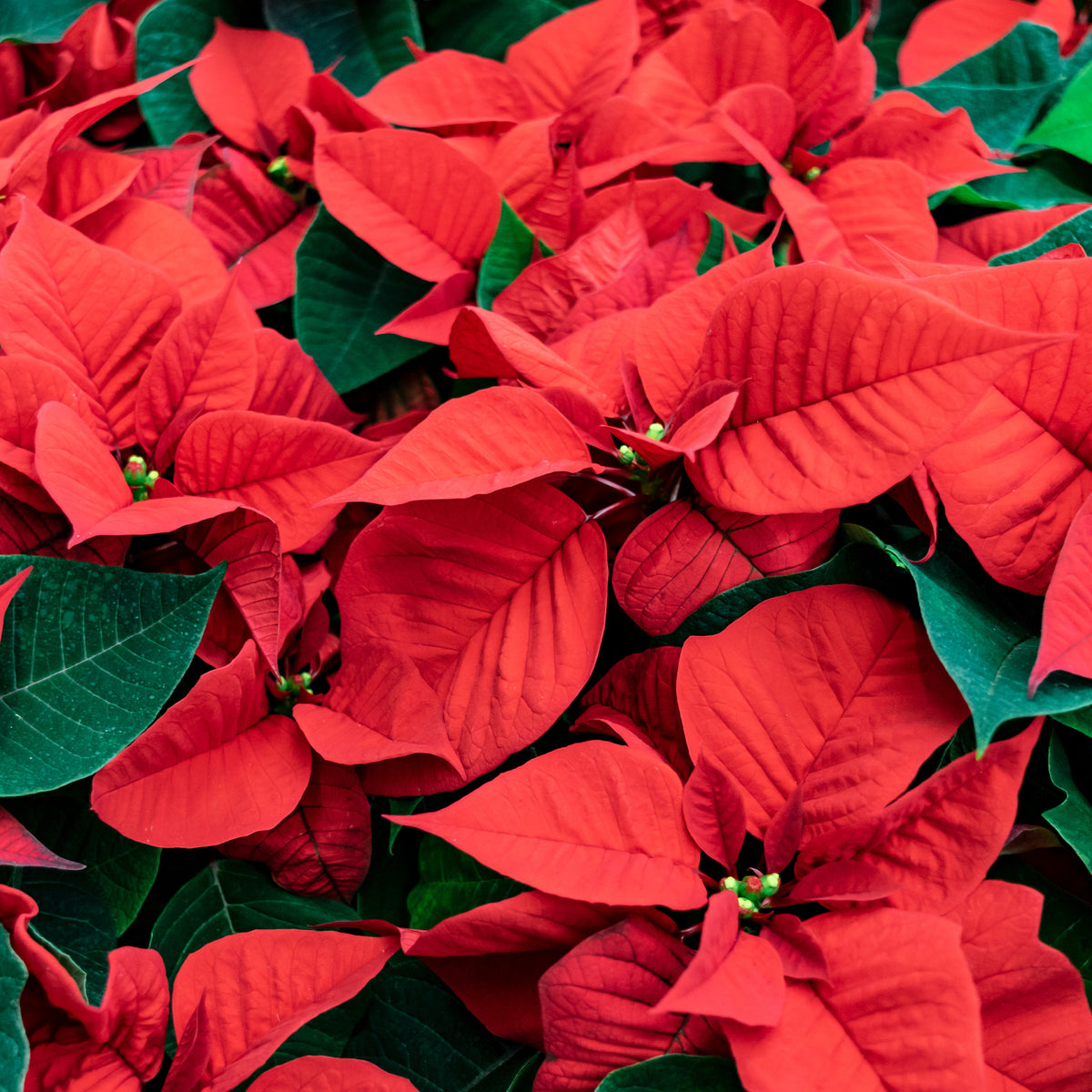 Poinsettia Rouge - Euphorbia pulcherrima red - Bakker