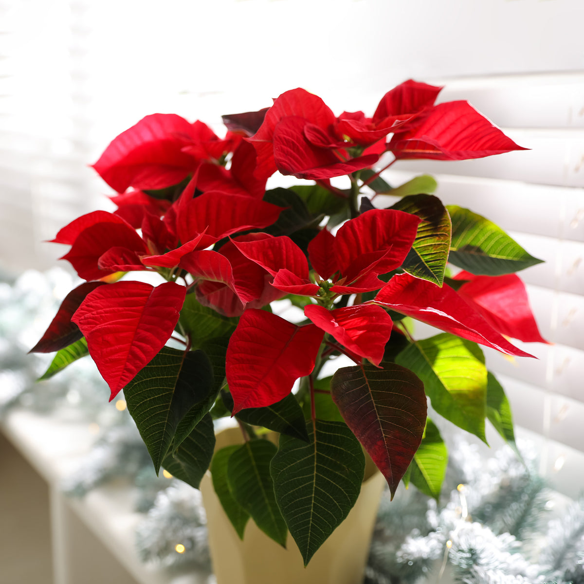 Plantes d'intérieur fleuries - Poinsettia Rouge - Euphorbia pulcherrima red
