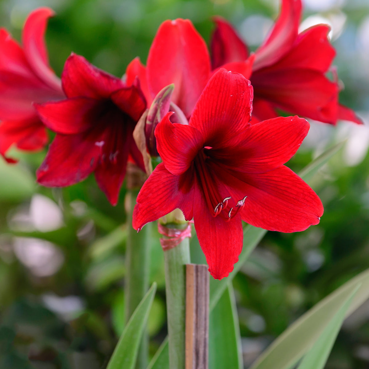Amaryllis Gloss Silver - Wax Amaryllis  Gloss Silver - Wax Amaryllis