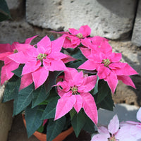 Euphorbia pulcherrima - Poinsettia Rose - Plantes d'intérieur fleuries