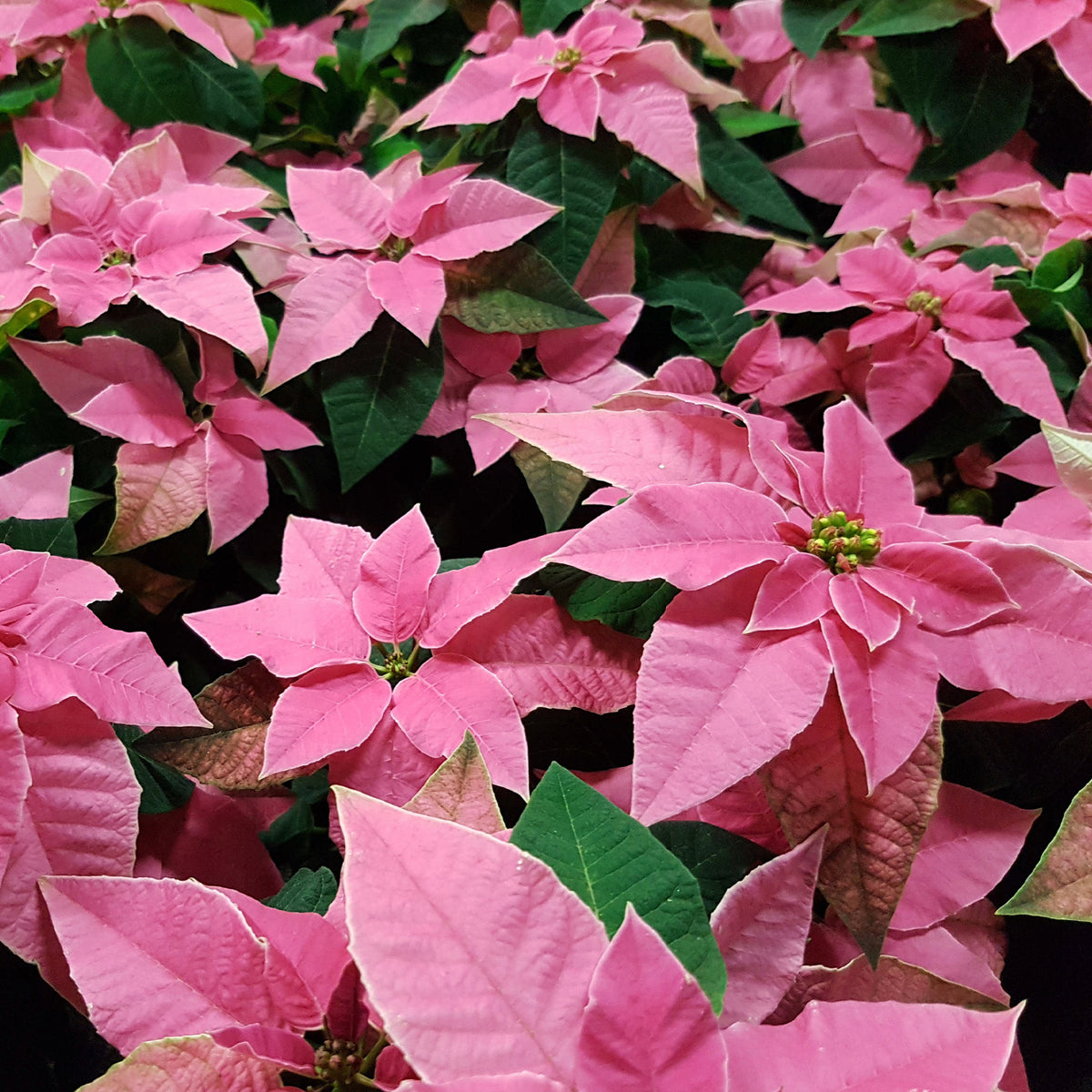 Poinsettia Rose - Euphorbia pulcherrima pink - Bakker