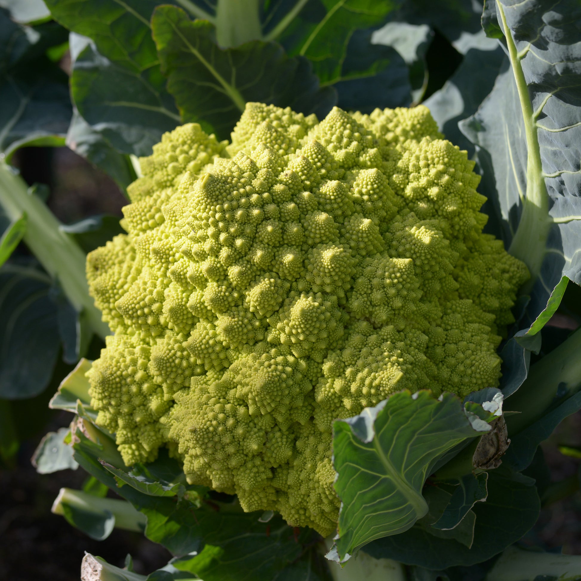 Brassica oleracea botrytis romanesco - Chou brocoli Romanesco - Graines de choux