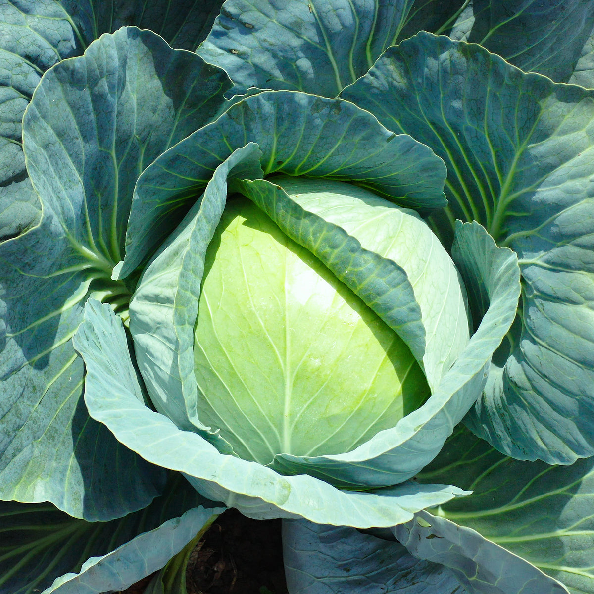 Graines de choux - Chou cabus Vestri F1 - Brassica oleracea capitata vestri f1