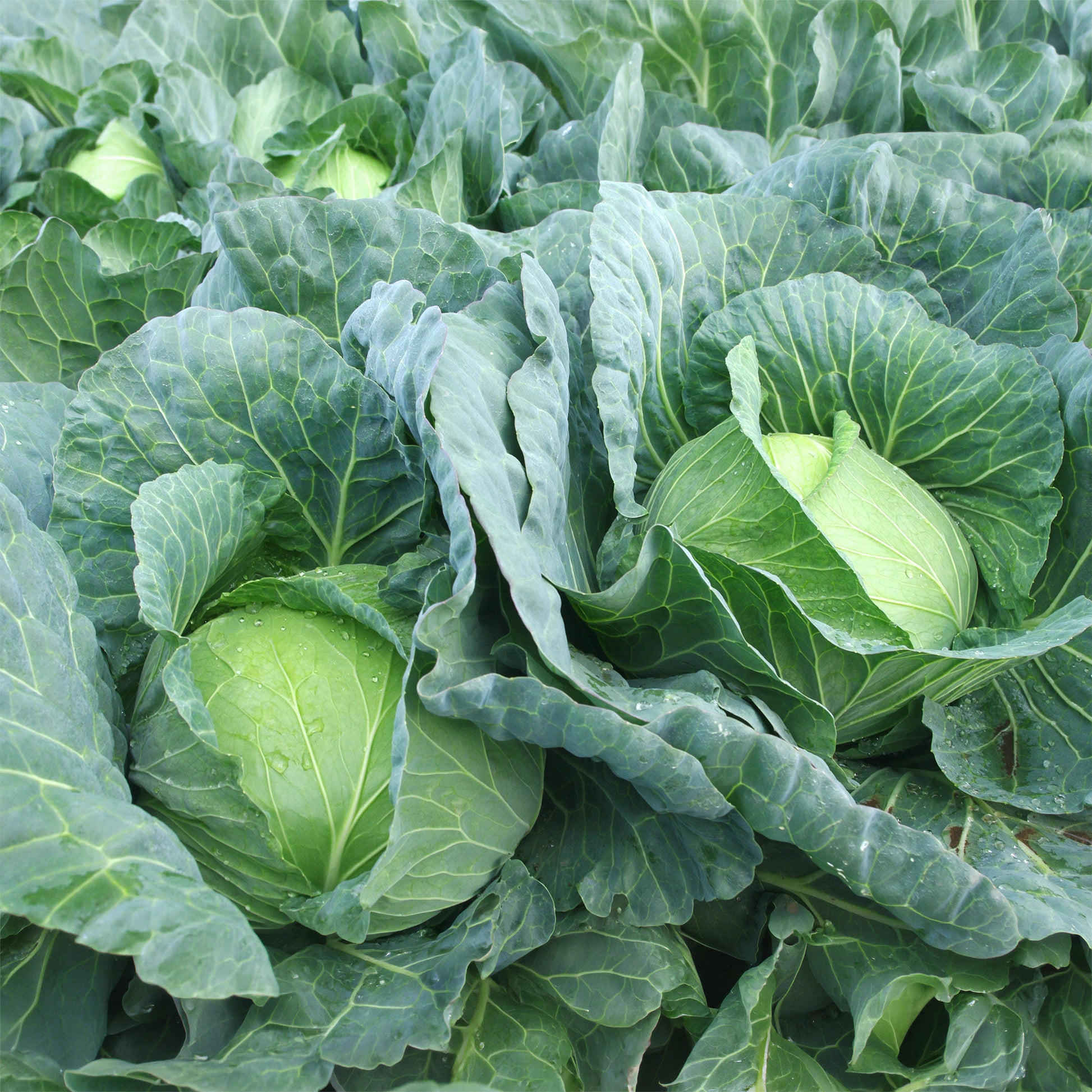 Chou cabus Vestri F1 - Brassica oleracea capitata vestri f1 - Bakker