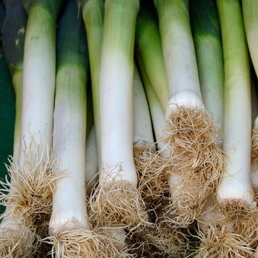 Poireau Long de Nice 2 - Bakker