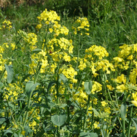 Barbarea praecox - Cresson de jardin - Graines de salades