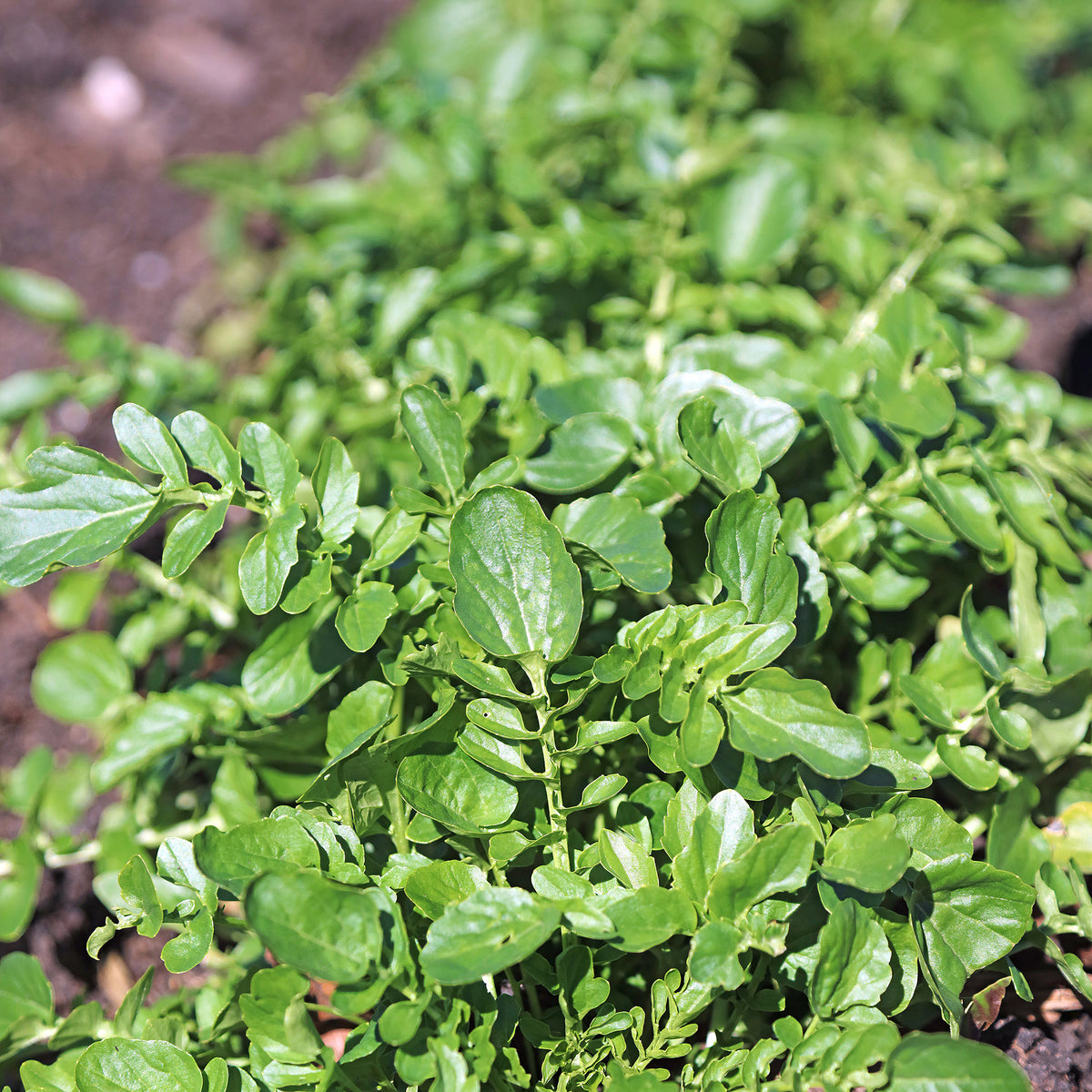 Cresson de jardin - Barbarea verna - Bakker