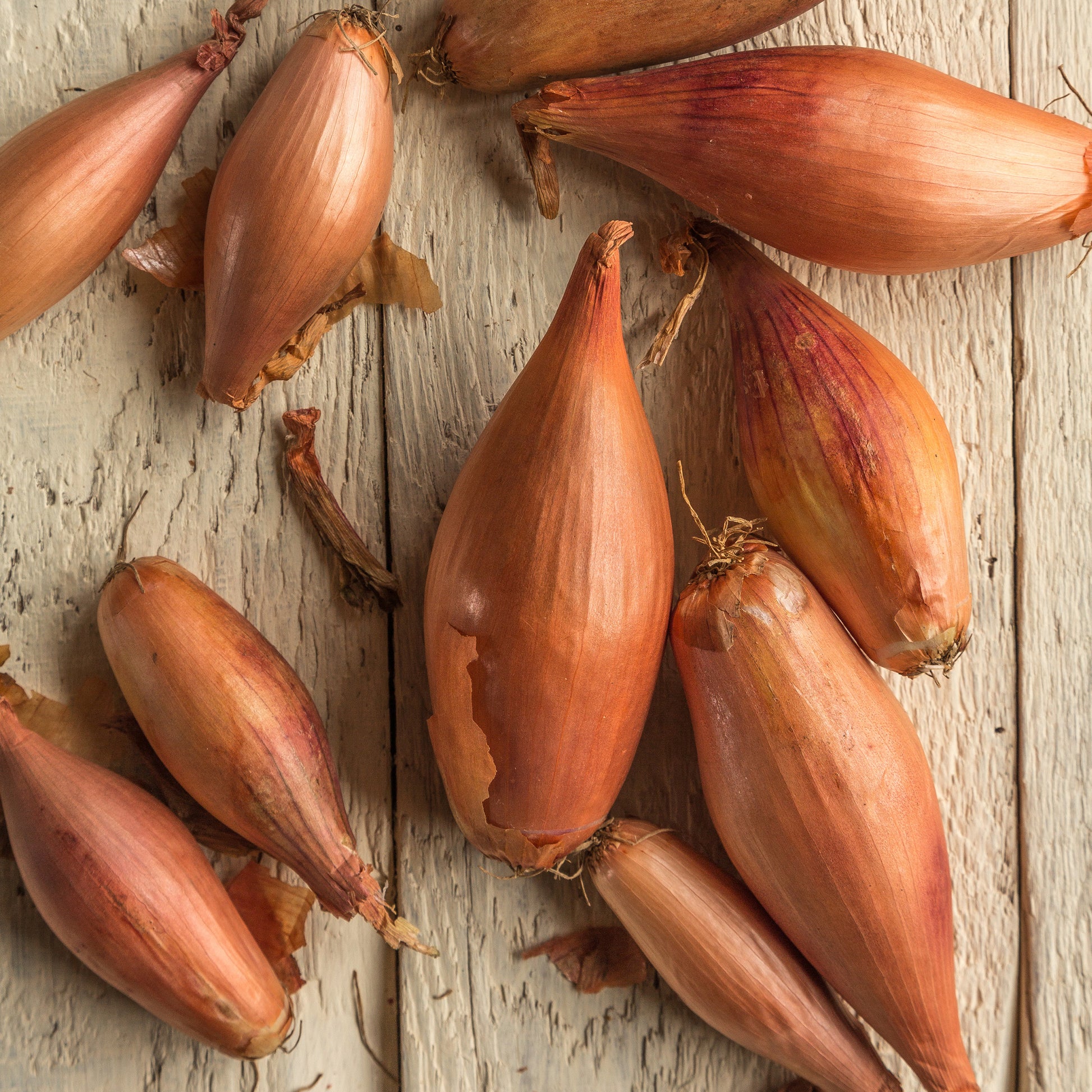 Oignon-échalion Zebrune - Allium cepa -échalion zebrune - Bakker